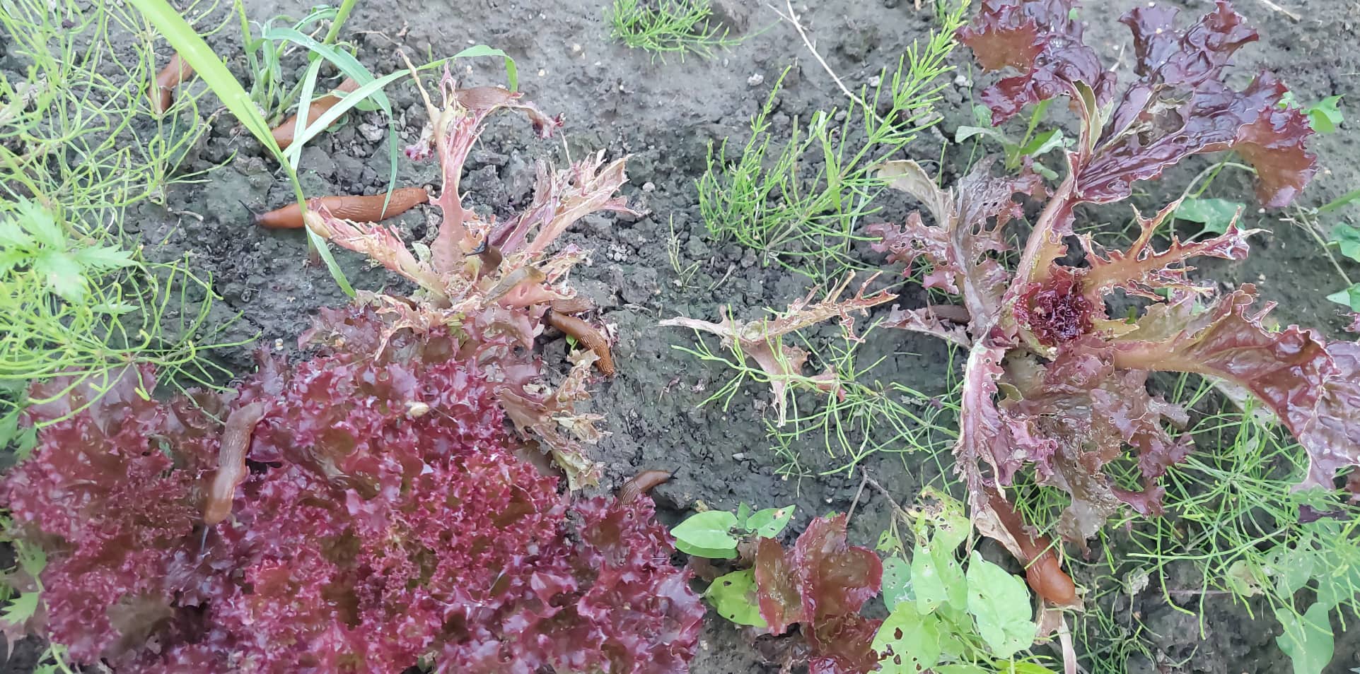 Tur nav divu dažādu šķirņu salāti. 