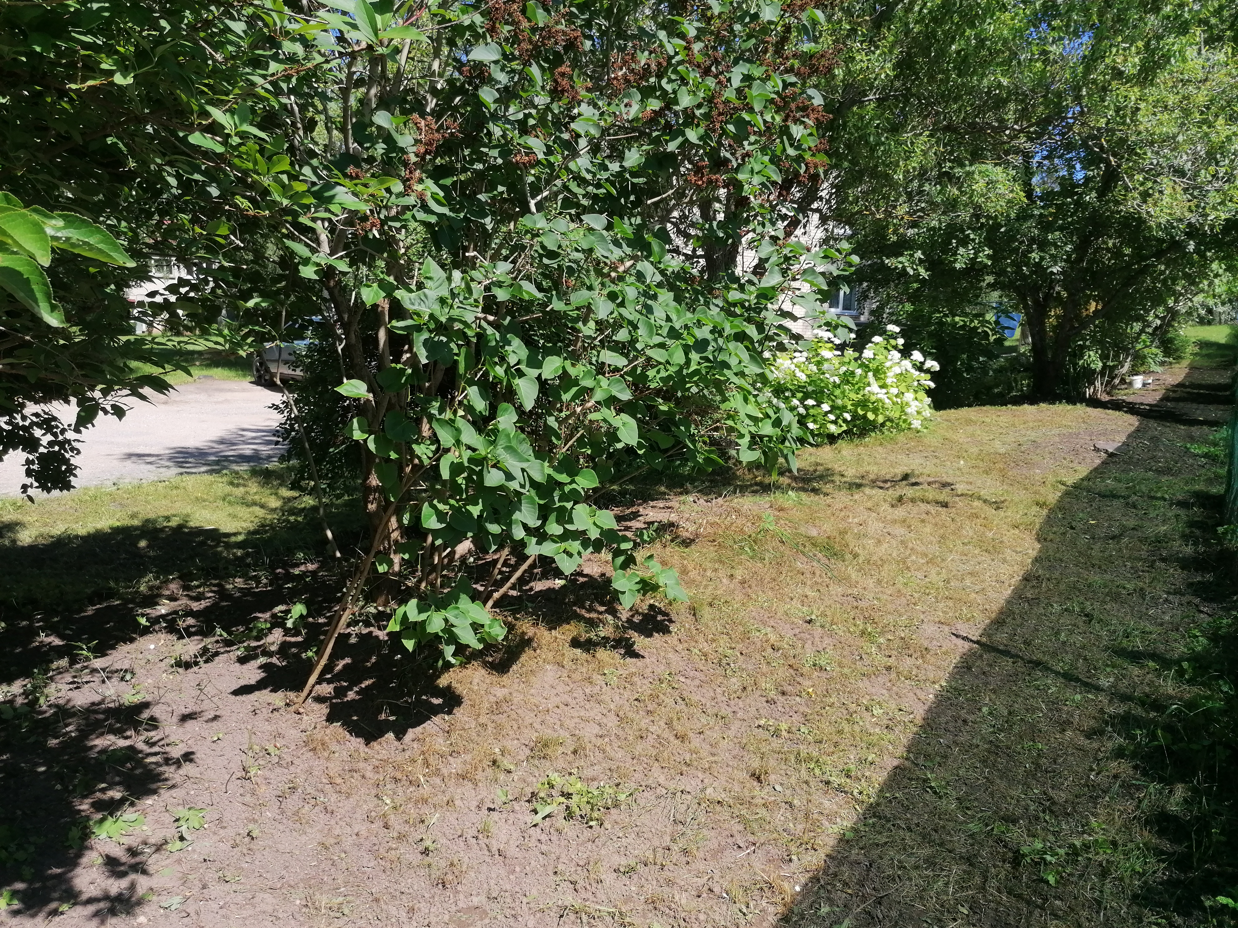 Kaimiņu teritorija pēc krūmu sakopšanas. Puse no ieguldītā darba cīņā ar Spānijas kailgliemezi.