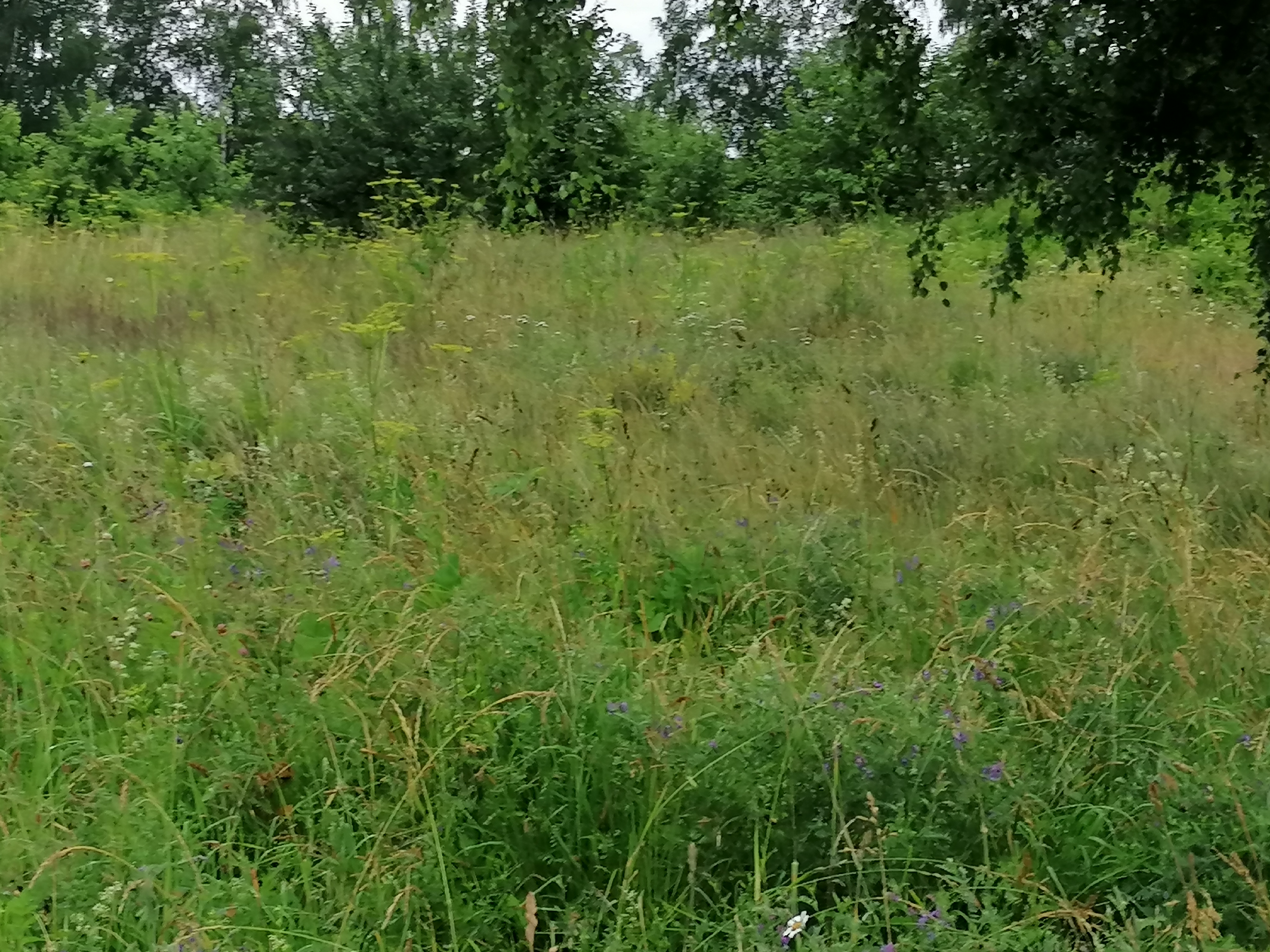 Pļava, kur satikti Spānijas kailgliemeži. Daļa platība ir nopļauta un redzam kā no nenopļautās zāles nāk gliemeži uz nopļauto gabalu. Kaimiņiem ir jāsadarbojas.