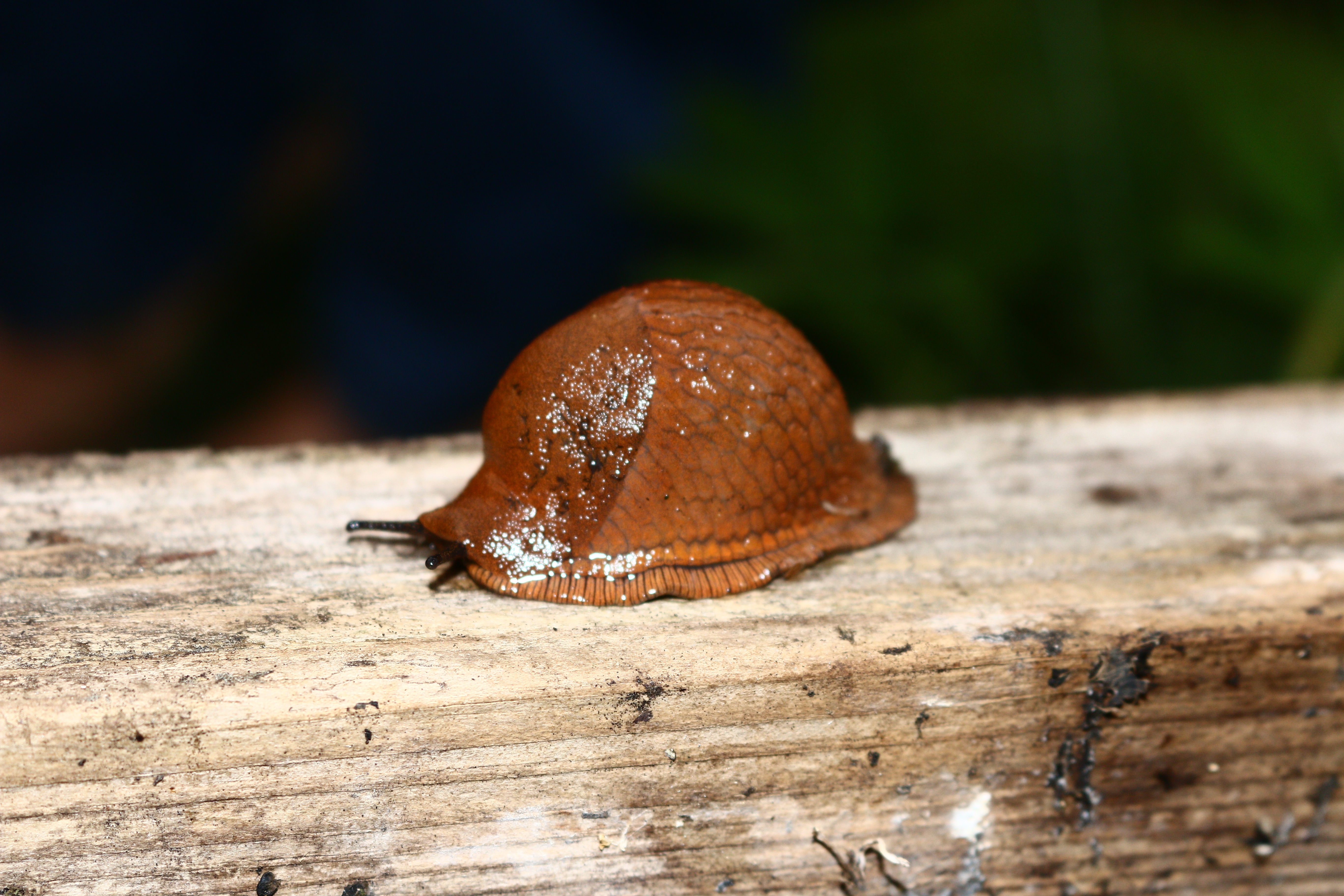 Pirmais satiktais gliemezis.