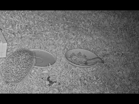 Embedded thumbnail for Milzu kailgliemezis pie kameras