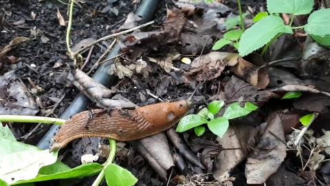 Embedded thumbnail for Spānijas kailgliemezis (Arion lusitanicus)