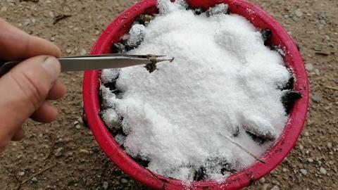 Embedded thumbnail for Salasītais gliemežu spainītis 2. jūnijā