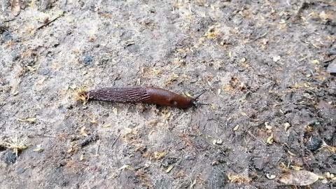 Embedded thumbnail for Lienošais gliemezis.