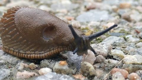 Embedded thumbnail for Kailgliemezis