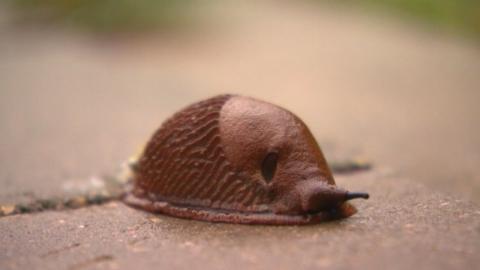 Embedded thumbnail for Vai piesaulītē jau gozējas nelūgtie viesi - Spānijas kailgliemeži?