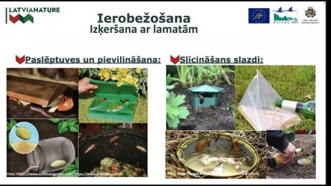 Embedded thumbnail for Prioritārā invazīvā dzīvnieku suga: Spānijas kailgliemezis Arion vulgaris