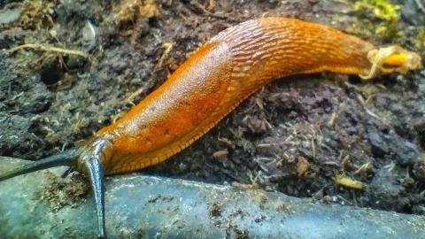 Embedded thumbnail for Arion lusitanicus