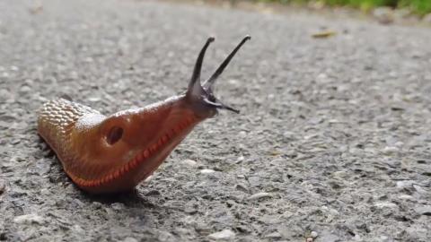 Embedded thumbnail for Sarkanais gliemezis / Spānijas kailgliemezis - Arion rufus / Arion vulgaris