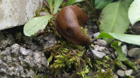 Embedded thumbnail for Arion gliemeži (apakšģints Arion)