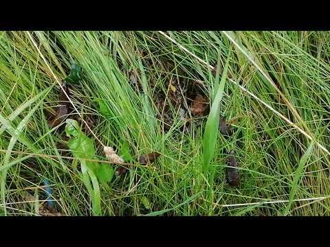 Embedded thumbnail for Nejaušs atradums zālē