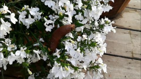 Embedded thumbnail for Kā iznīcināt brūnos kailgliemežus savā dārzā. 