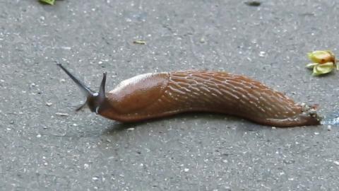 Embedded thumbnail for Arion lusitanicus, gliemežu nospiedumi