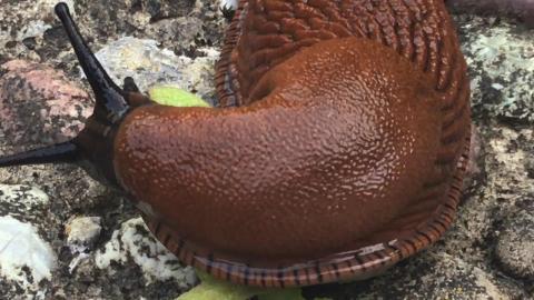 Embedded thumbnail for Kailgliemezis darbībā