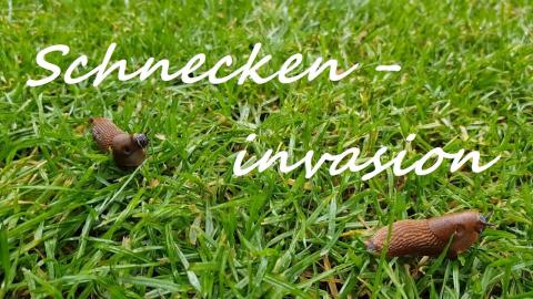 Embedded thumbnail for Kailgliemežu invāzija