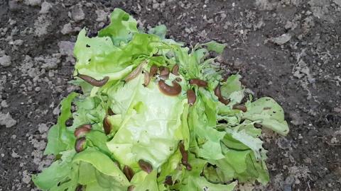 Embedded thumbnail for Gliemežu invāzija iznīcina ražu