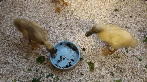 Embedded thumbnail for Skrējējpīlēm garšo gliemeži Slepkavas.