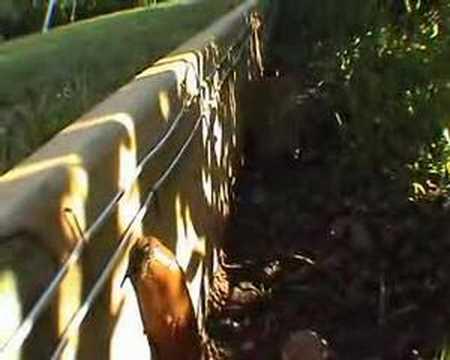 Embedded thumbnail for Spānijas kailgliemezis - gliemezis Slepkava