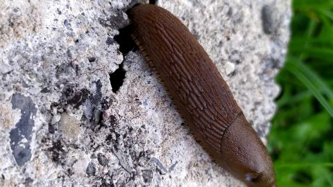 Embedded thumbnail for Spānijas kailgliemeža apraksts (Arion vulgaris)