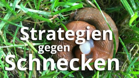 Embedded thumbnail for Stratēģijas un pasākumi pret Spānijas kailgliemežiem