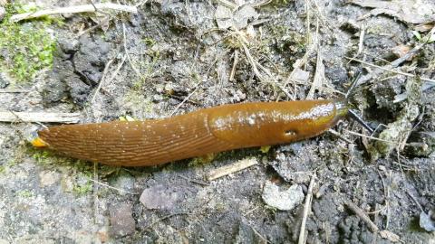 Embedded thumbnail for Zaļā Latvija - Spānijas kailgliemeži un Sosnovska latvānis, Sigulda