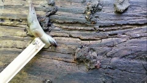 Embedded thumbnail for Melngalvas mīkstgliemezis.