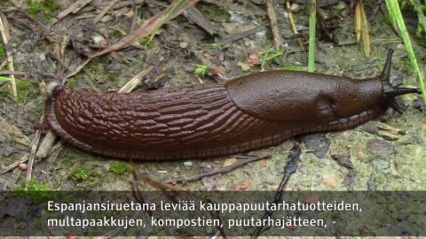 Embedded thumbnail for Cīņa ar Spānijas kailgliemezi