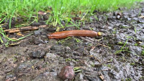 Embedded thumbnail for Arion lusitanicus / Arion rufus laika sprīdis