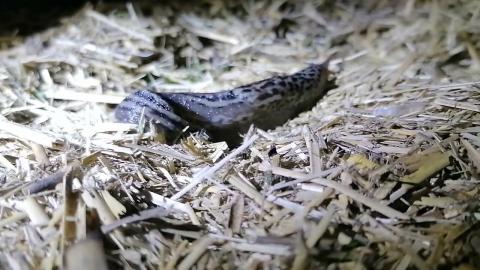 Embedded thumbnail for Milzu kailgliemezis lien pāri niedru mulčas aizsargjoslai. (Limax maximus)