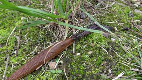 Embedded thumbnail for Spānijas kailgliemezis pret milzu kailgliemezi