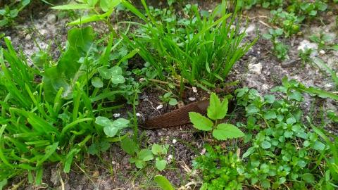 Embedded thumbnail for Spānijas kailgliemezis dodas barības meklējumos.