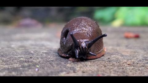 Embedded thumbnail for Spānijas kailglliemezis