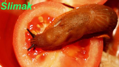 Embedded thumbnail for Arion lusitanicus