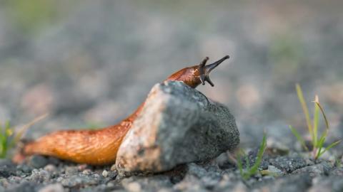 Embedded thumbnail for Invazīvo sugu pārvaldnieks