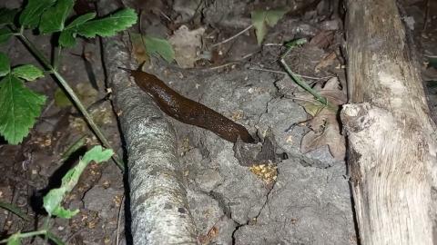 Embedded thumbnail for Gliemezis izlien no zemes spraugas.