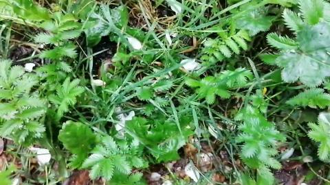 Embedded thumbnail for Mācies atrast Spānijas kailgliemezi!