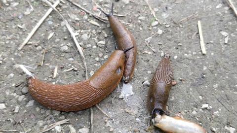 Embedded thumbnail for Spānijas kailgliemežu iebrukums Igaunijā