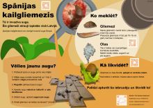 Pērkot augus pievērs uzmanību gliemežiem!